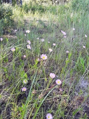 Sabatia kennedyana