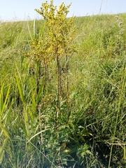 Filipendula stepposa