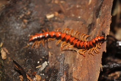 Helicorthomorpha holstii