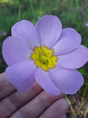 Sabatia kennedyana