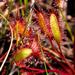 Great Sundew - Photo (c) Andrew, some rights reserved (CC BY-NC)