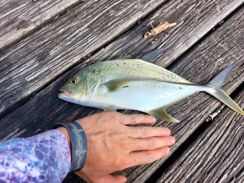 Brassy trevally (Caranx papuensis) — Carangidae — 2
