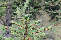 Picea brachytyla