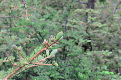 Picea brachytyla