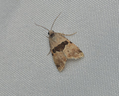 Cobubatha lixiva