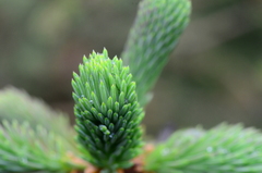 Picea brachytyla