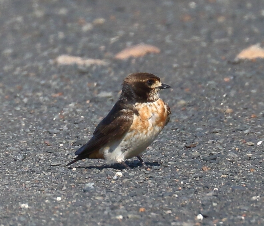 South African Cliff Swallow (Petrochelidon spilodera), photo 2