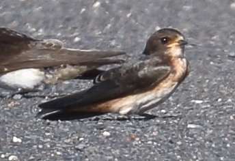 South African Cliff Swallow (Petrochelidon spilodera), photo 3