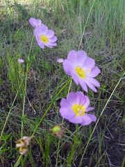 Sabatia kennedyana