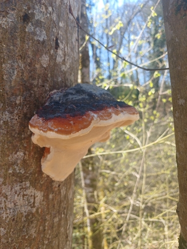 Rotrandiger Baumschwamm