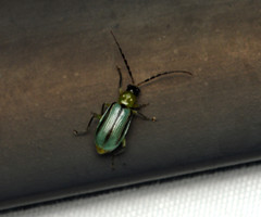 Diabrotica longicornis