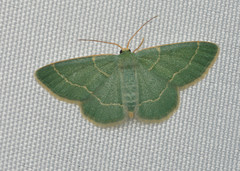 Chlorochlamys phyllinaria