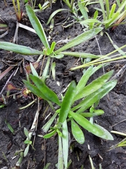 Sabatia kennedyana