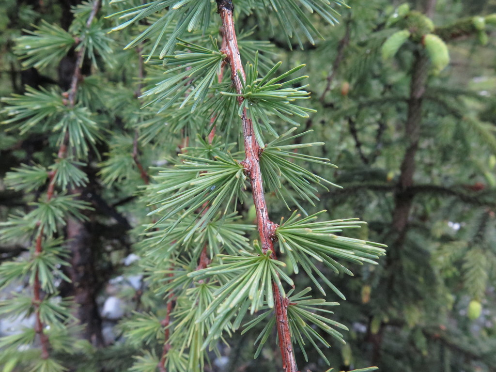 Masters's larch