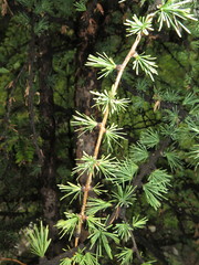 Larix mastersiana