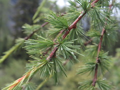 Larix mastersiana