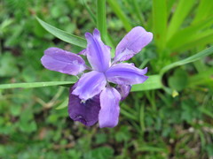 Iris goniocarpa