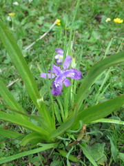 Iris goniocarpa