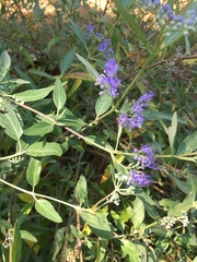 Caryopteris