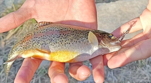 Rainbow Trout