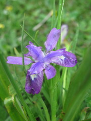 Iris goniocarpa