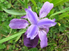 Iris goniocarpa
