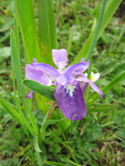 Iris goniocarpa