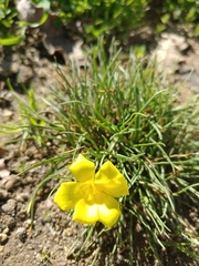 Moraea fugacissima