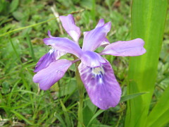 Iris goniocarpa