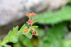 Rhodiola