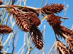 Thamnochortus spicigerus