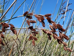 Thamnochortus spicigerus