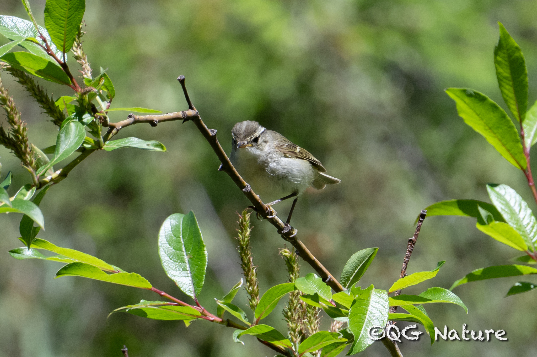 Chinese Leaf Warbler