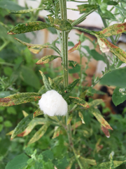 Rhopalomyia giraldii