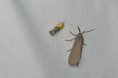 Pygarctia murina