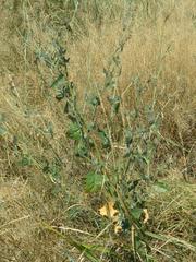 Atriplex micrantha