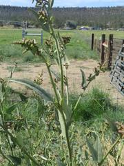 Atriplex micrantha