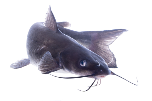 Channel Catfish