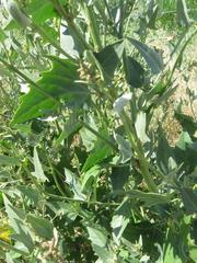 Atriplex micrantha