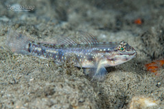 Bridled Goby photo 4