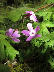 Primula palmata