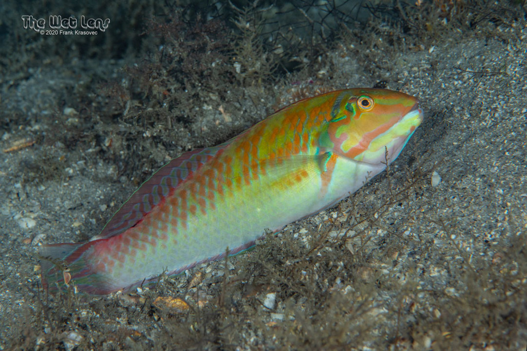 Blackear Wrasse