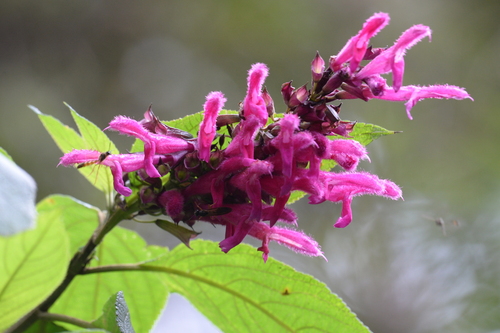 Image of Salvia tortuosa by (c) Edoardo Nardelli, some rights reserved (CC BY)