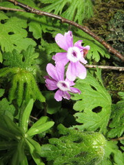 Primula palmata