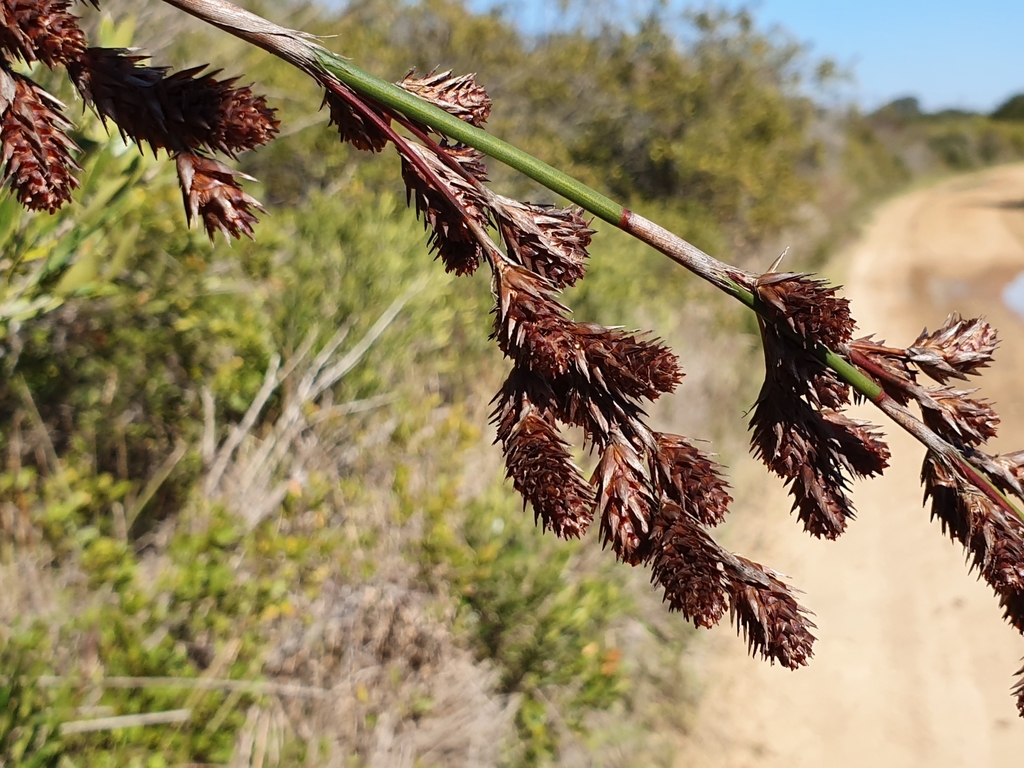 Dune Thatchreed