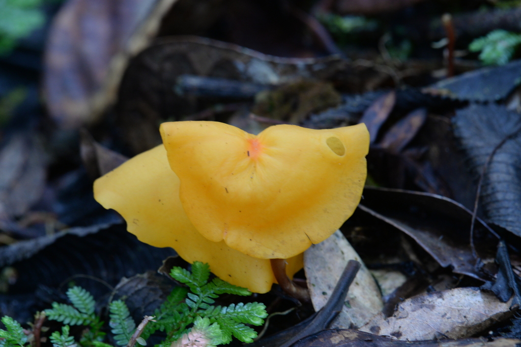 Marasmius hymenogloeus · March 2025 · photo: © edonardo (iNaturalist, cc-by)
