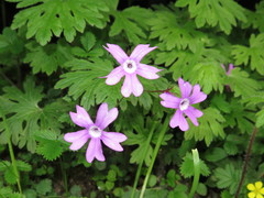 Primula palmata