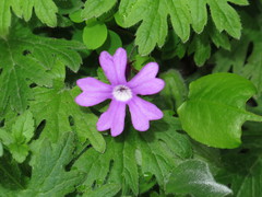 Primula palmata