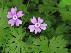 Primula palmata