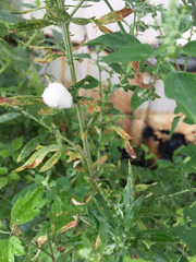 Rhopalomyia giraldii